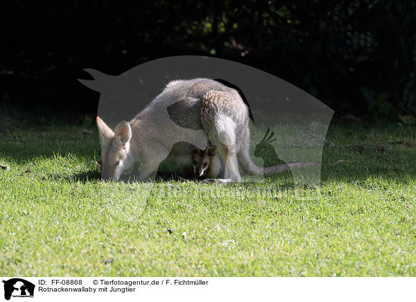 Rotnackenwallaby mit Jungtier / FF-08868