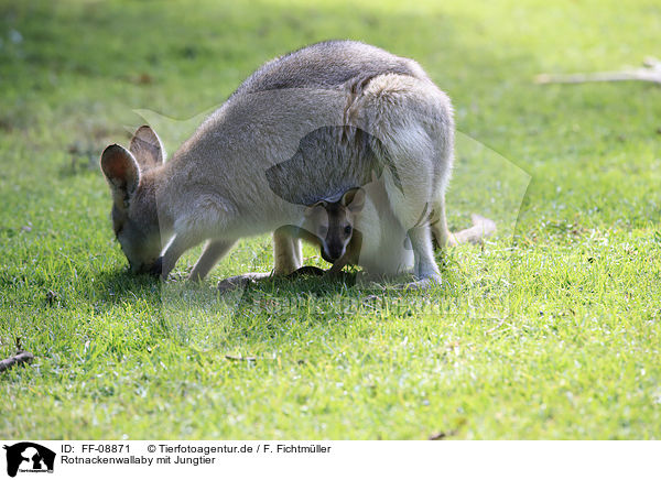 Rotnackenwallaby mit Jungtier / FF-08871