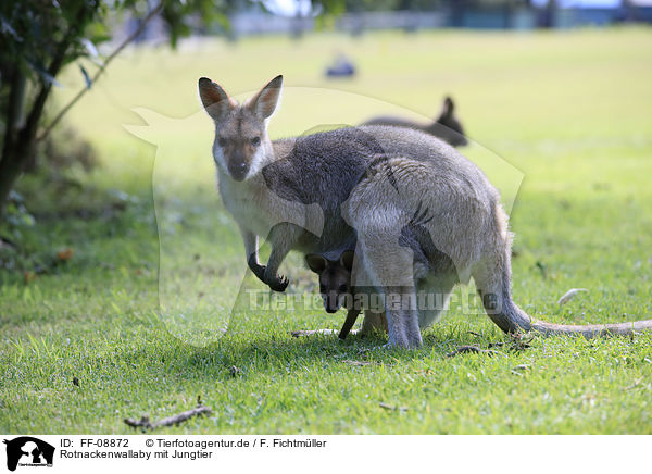 Rotnackenwallaby mit Jungtier / FF-08872