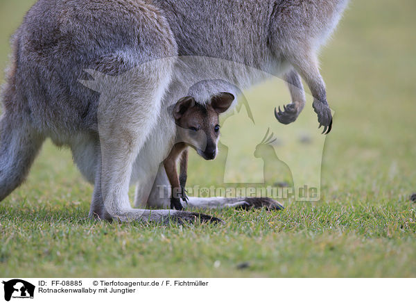 Rotnackenwallaby mit Jungtier / FF-08885