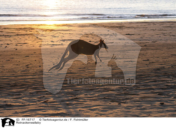 Rotnackenwallaby / FF-16717