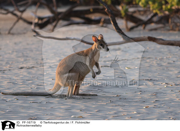 Rotnackenwallaby / FF-16719