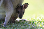 Rotnackenwallaby mit Jungtier