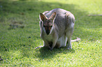 stehende Rotnackenwallaby