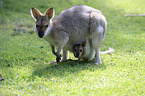 Rotnackenwallaby mit Jungtier