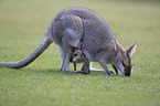 Rotnackenwallaby mit Jungtier