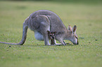 Rotnackenwallaby mit Jungtier