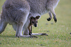 Rotnackenwallaby mit Jungtier