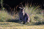 stehende Rotnackenwallaby