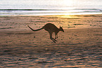 Rotnackenwallaby