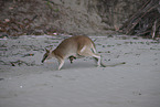 Rotnackenwallaby