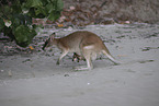 Rotnackenwallaby