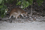 Rotnackenwallaby