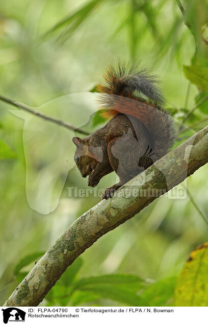 Rotschwanzhrnchen / red-tailed squirrel / FLPA-04790