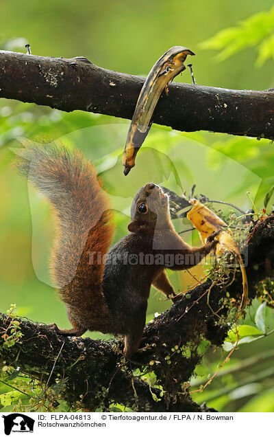 Rotschwanzhrnchen / red-tailed squirrel / FLPA-04813