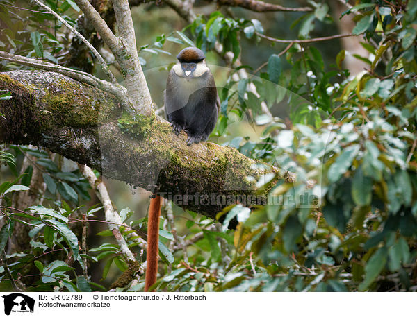 Rotschwanzmeerkatze / redtail monkey / JR-02789