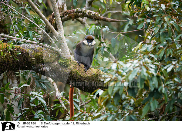 Rotschwanzmeerkatze / redtail monkey / JR-02790