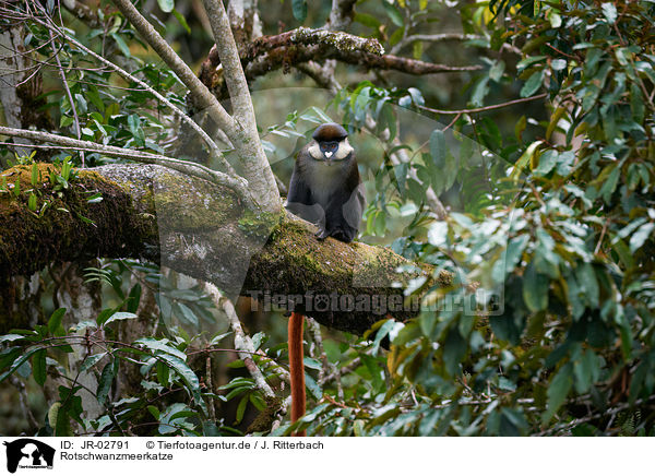 Rotschwanzmeerkatze / JR-02791