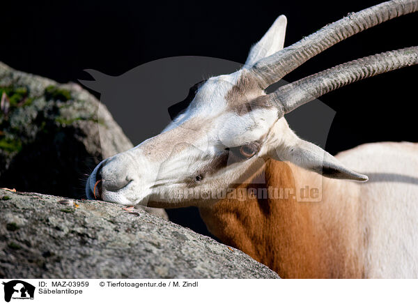 Sbelantilope / scimitar oryx / MAZ-03959