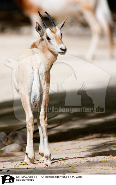 Sbelantilope / scimitar oryx / MAZ-05611