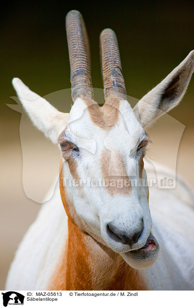 Sbelantilope / scimitar oryx / MAZ-05613