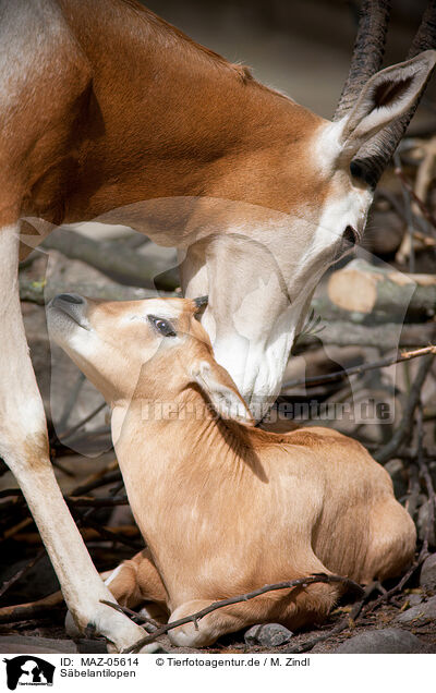 Sbelantilopen / scimitar oryx / MAZ-05614