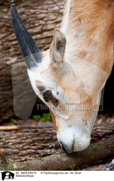 Sbelantilope / scimitar oryx / MAZ-05615