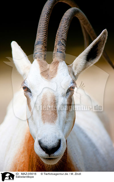Sbelantilope / scimitar oryx / MAZ-05616
