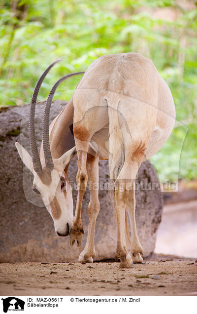 Sbelantilope / scimitar oryx / MAZ-05617