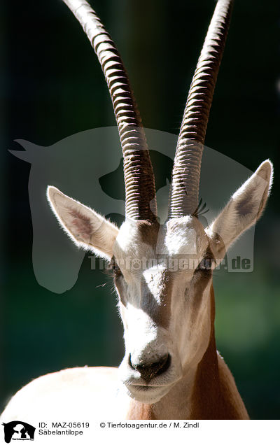 Sbelantilope / scimitar oryx / MAZ-05619
