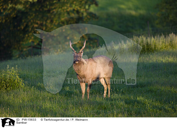 Sambar / Sambar / PW-15633