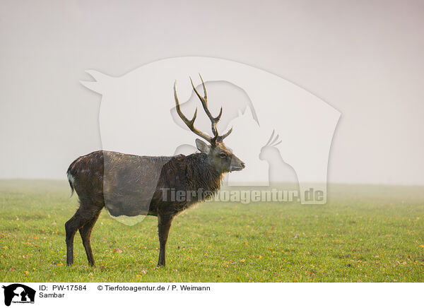 Sambar / Indian sambar / PW-17584