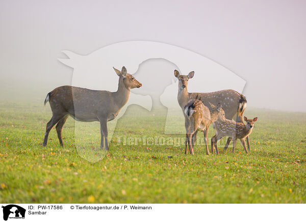 Sambar / Indian sambar / PW-17586