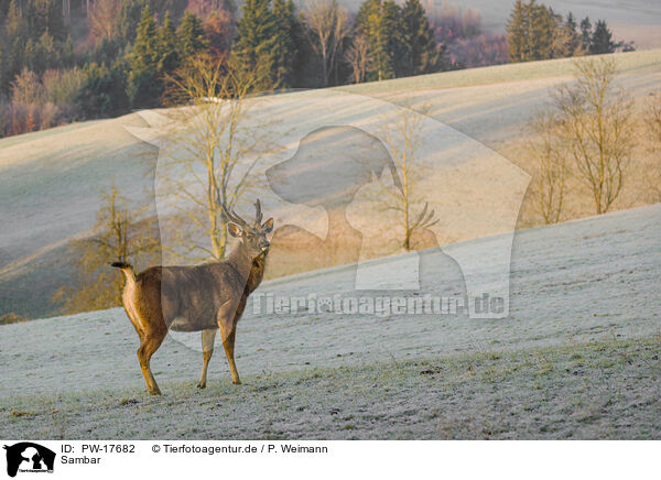 Sambar / Indian sambar / PW-17682