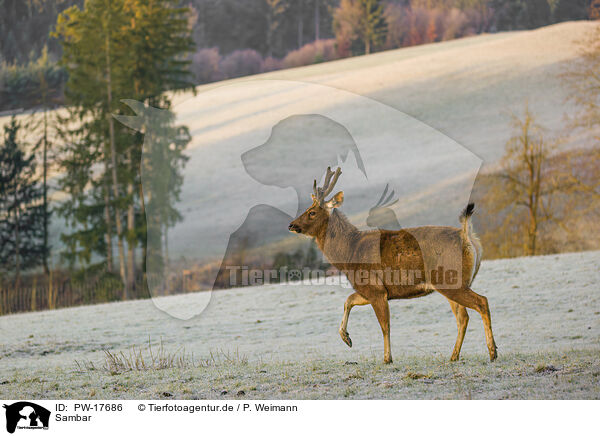 Sambar / Indian sambar / PW-17686