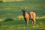 Sambar