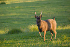 Sambar