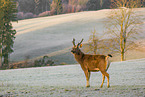 Sambar