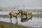Sambar