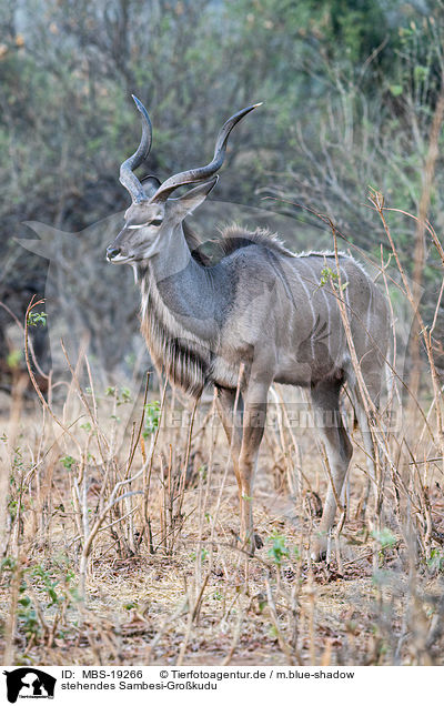 stehendes Sambesi-Grokudu / standing Zambezi Greater Kudu / MBS-19266