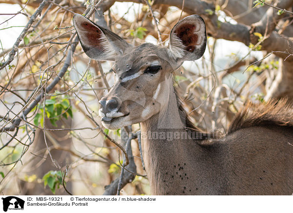 Sambesi-Grokudu Portrait / Zambezi Greater Kudu Portrait / MBS-19321