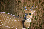Sambia-Schirrantilope