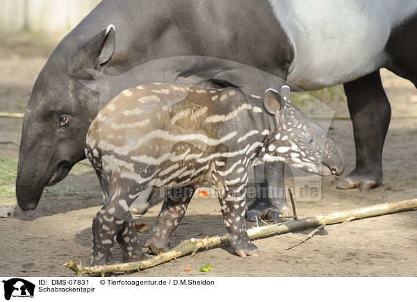 Schabrackentapir / Asian tapir / DMS-07831