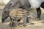 Schabrackentapir