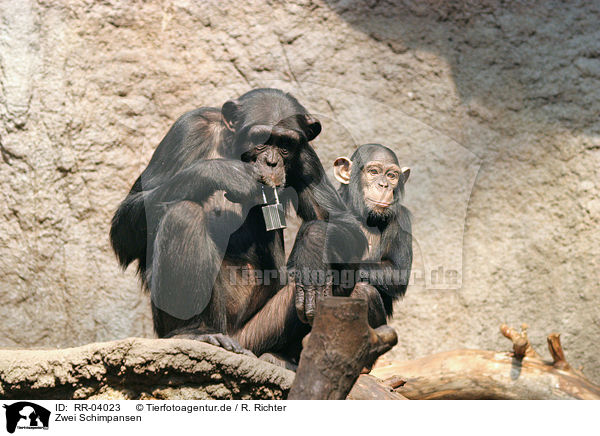 Zwei Schimpansen / RR-04023
