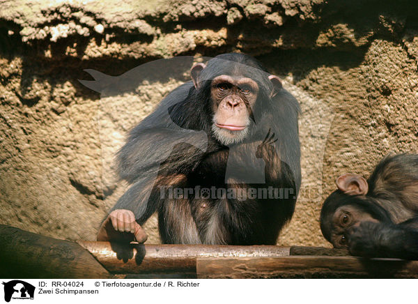Zwei Schimpansen / RR-04024