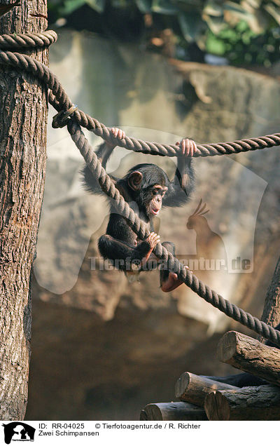 Zwei Schimpansen / two chimpanzees / RR-04025