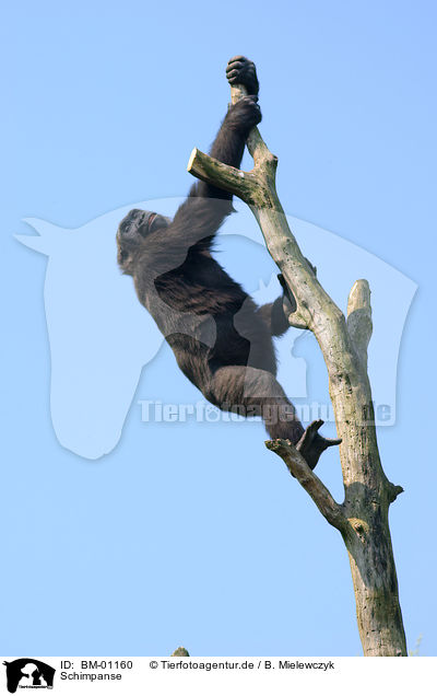Schimpanse / chimpanzee / BM-01160