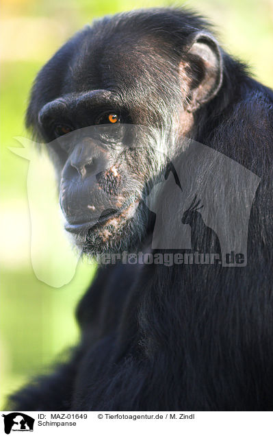 Schimpanse / MAZ-01649
