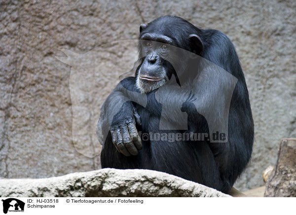 Schimpanse / chimpanzee / HJ-03518